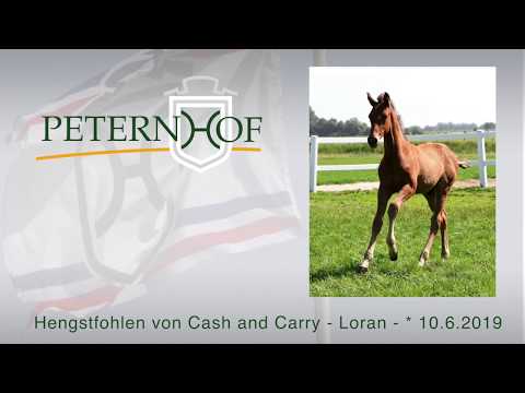 Hengstfohlen von Cash and Carry x Loran