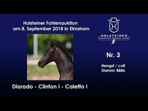 Holsteiner Fohlenauktion | Nr. 3 v. Diarado - Clinton I