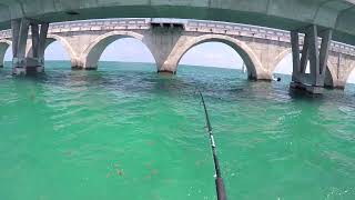 Tarpon comes up for a look