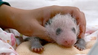 Little Panda Xi Xi Grows More Adorable Every Day