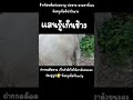 อาการ