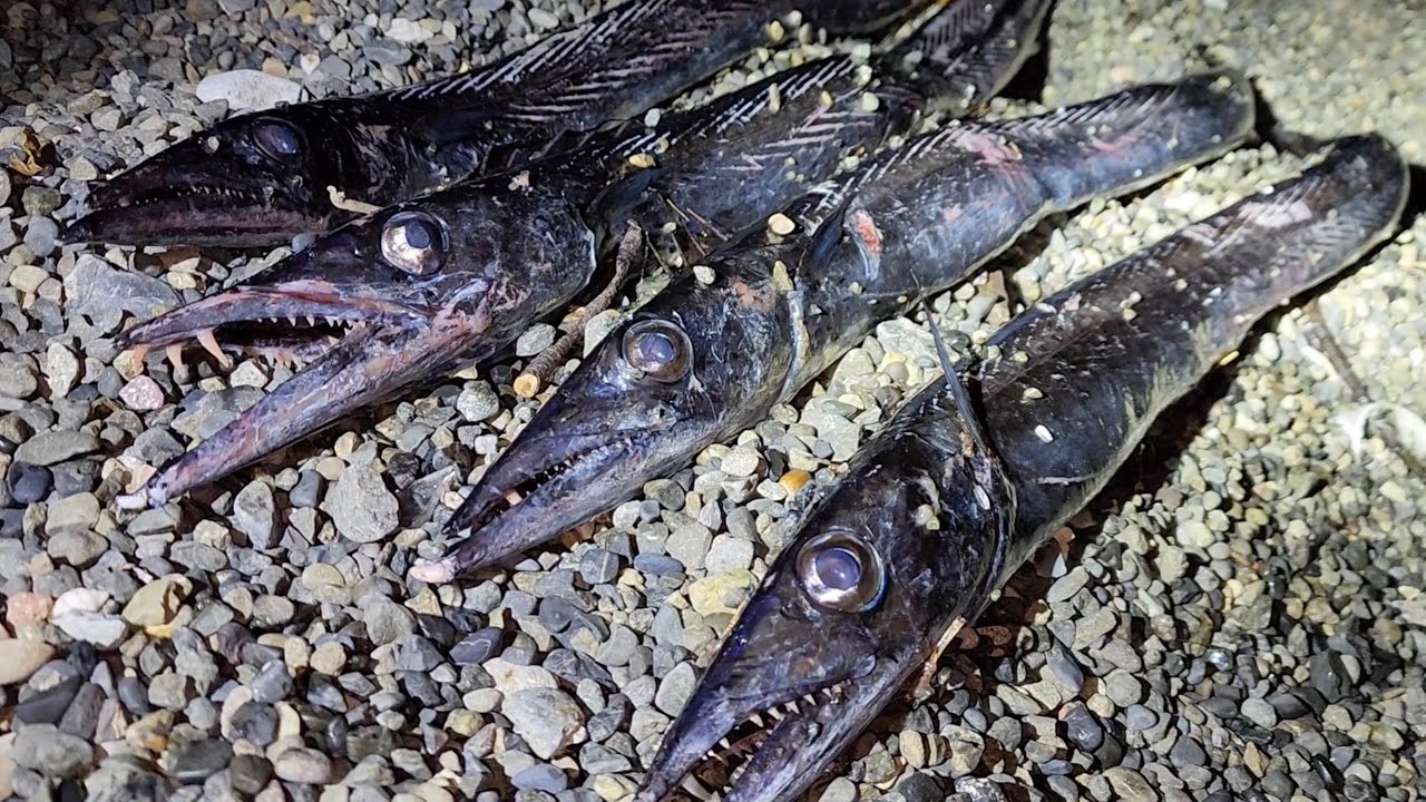 深海魚が大量漂着する海がやばすぎた