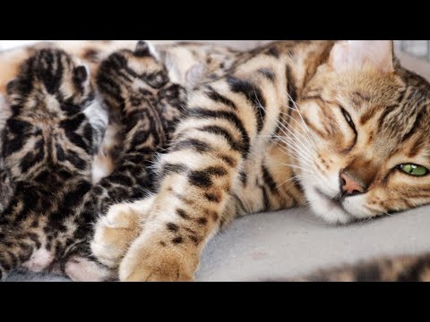 Mom Cat is Exhausted after Cleaning her Sweet Spotted Kittens