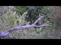 Can You Spot The Python Before It Strikes