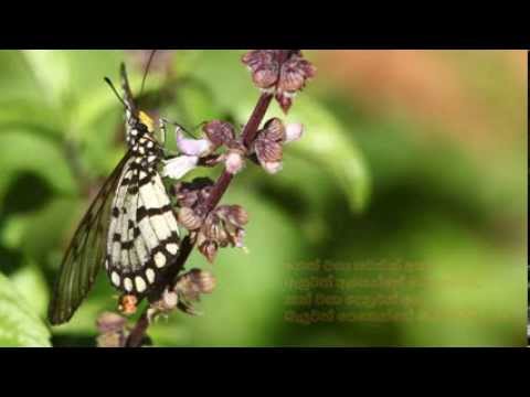 Neth Wasaa Sawanin Asa - නෙත් වසා සවනින් අසා