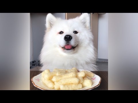 ASMR Dog Eating Crispy Chips Video