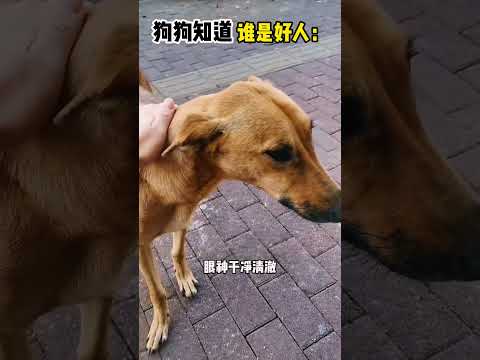 狗狗知道谁是好人 #影視解説 #搞笑 #大熱門 #感人壹幕 #感人壹幕 #pets #搞笑视频 #游戏 #科普 #automobile