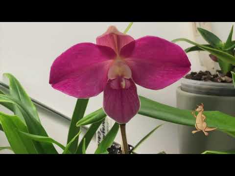 Phrag Eumelia Arias: Bloom