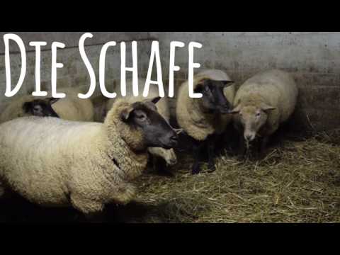 , title : 'Das sind Die Schafe'