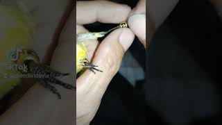 Download lagu Cara Pasang Ring Sogon Dewasa ukuran 2.5 mm mp3 Download lagu Cara Pasang Ring Sogon Dewasa ukuran 2.5 mm mp3