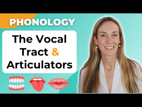 The Articulators & Vocal Tract | Phonology
