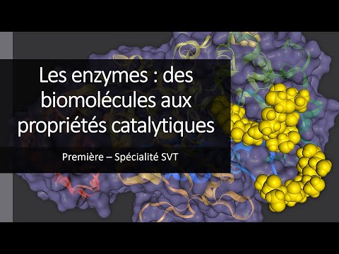 Cours Spé SVT 1eres - Les enzymes, des biomolécules aux propriétés catalytiques.