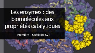 Cours Spé SVT 1eres - Les enzymes, des biomolécules aux propriétés catalytiques.