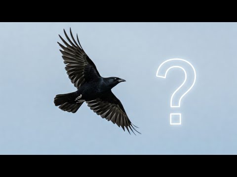 How do birds fly? The Surprising Science of Avian Flight