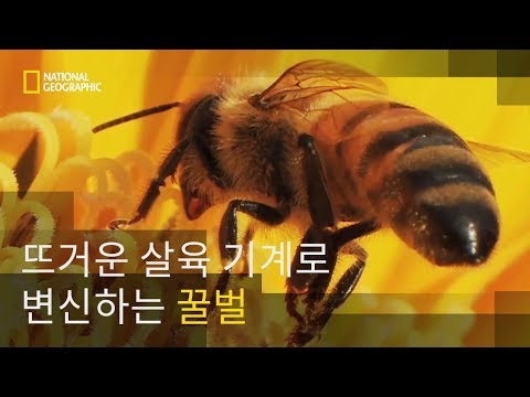 , title : '충성심 강한 꿀벌의 반전 모습'