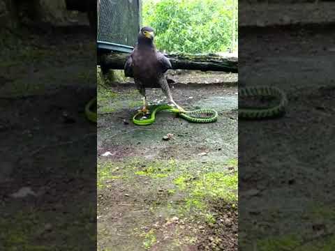 Eagle Attack Flying Snake!!😳#shorts #youtubeshorts #youtube #shortvideo #short