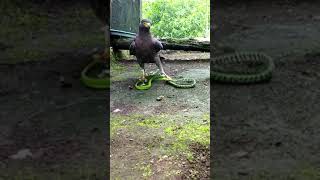 Eagle Attack Flying Snake!!😳#shorts #youtubeshorts #youtube #shortvideo #short