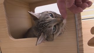 Champaign Co. Humane Society offering cheap pet adoptions