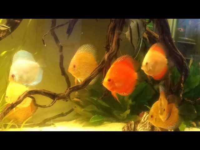 Biotope, Discus aquarium