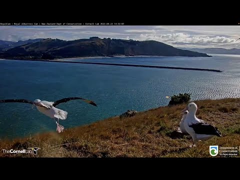 Albatross Air! Royal Albatross Use Nest Site As Runway In New Zealand | DOC | Cornell Lab