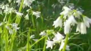 i don't want to see you - camera obscura.flv