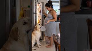 NADA FÁCIL ACALMAR UM CÃO EM CASA