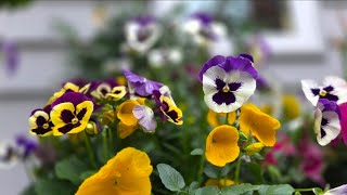 Planting Colorful Annuals || New Walmart Umbrella 🍃 Shopping at Home Depot 🍃 Canary Island Date Palm