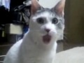 2010 Funniest REMIXES Scarface Schoolplay OMG Cat