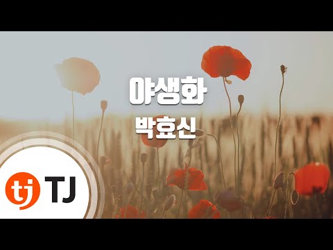[TJ노래방] 야생화 - 박효신 (Wild Flower - Park Hyo Shin) / TJ Karaoke