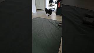 Video preview image #1 Chihuahua Puppy For Sale in Wheaton, IL, USA