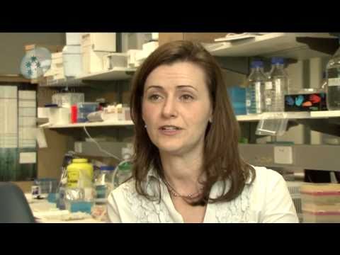 Stem cells and cancer