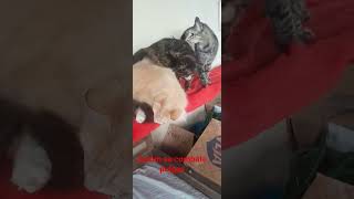 despulgando