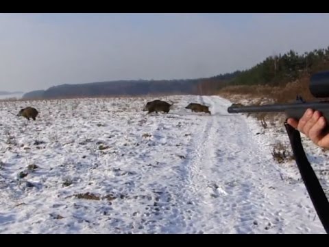 Polowanie zbiorowe na dziki -Drückjagd - vildsvinsjakt - wild boar hunting  -Chasse Au Sanglier