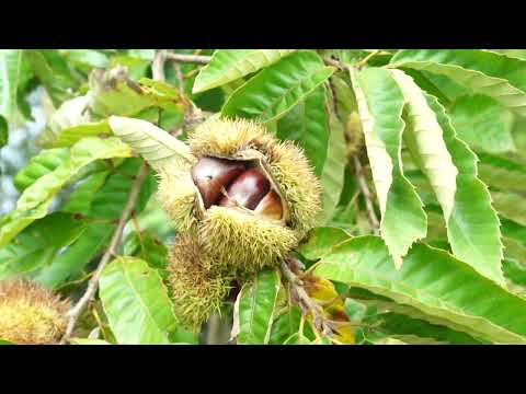 Chestnut tree farms grow in NJ. Learn about the harvest and the nut wizard in this video