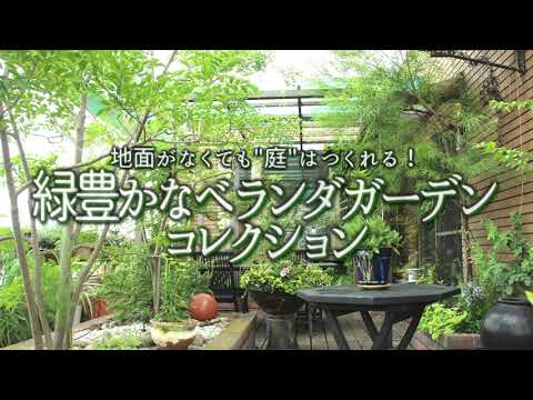 吊り下げ多年草 屋根付きテラス パーゴラ バルコニー 温室 ロベリア
