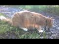 My Cat Catches A Mouse And Eats It