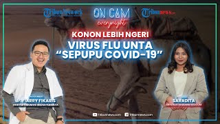 Virus Flu Unta 'Sepupu Covid-19' Konon Lebih Ngeri, Sempat Gegerkan Piala Dunia 2022 di Qatar