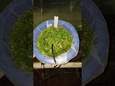 Hydroponic Greenhouse update 2-14-18