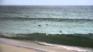 Mason Jennings &quot;Waves&quot;  on Monomoy Island 8-9-10