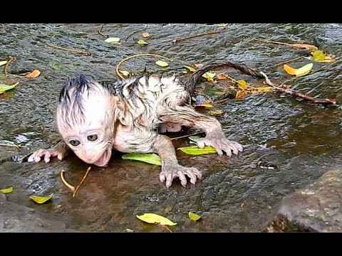 Feel Cry with Brutus Jr , What happen wrong to baby B Jr - Poor baby Brutus Jr Cry loudly.