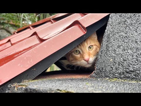 We Built A Roof For Our Own Cats But The Strays Loved It More !!
