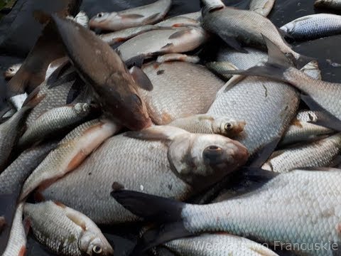 Tyczka kontra Metoda. Refleks Mistrza Feedera