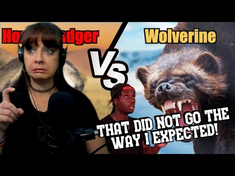 Honey Bager vs. Wolverine: Deciding the Impossible Fight
