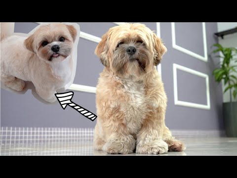 SHIHTZU TURNING INTO A TEDDY BEAR ❤️🐻Korean Grooming Techniques!✂️🐶