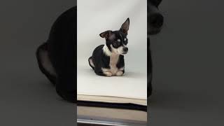 Video preview image #1 Chihuahua Puppy For Sale in Benton, LA, USA