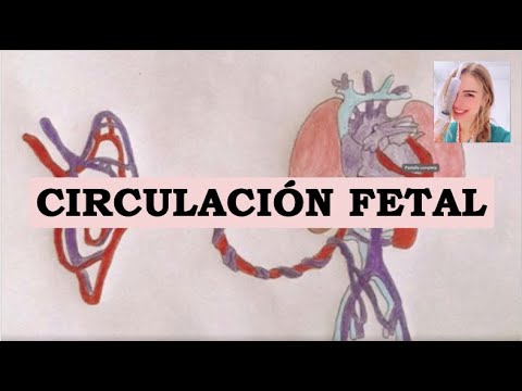 CIRCULACION FETAL RESUMIDO Y FÁCIL :)