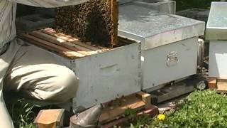 How to play nice with Bees