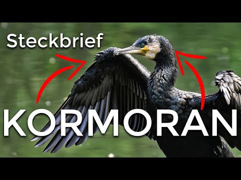 der KORMORAN - Steckbrief [Aussehen/Fortpflanzung und mehr]