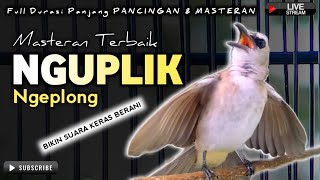 Download lagu TRUCUKAN GACOR NGUPLIK || pancingan, masteran terbaik untuk trucuk dan burung lainya mp3 Download lagu TRUCUKAN GACOR NGUPLIK || pancingan, masteran terbaik untuk trucuk dan burung lainya mp3