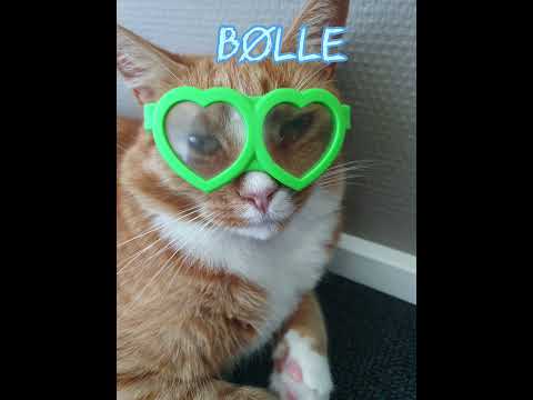 #Mycats#Elmer#Bølle#